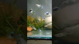 Kya GUPPY fish breed Krna aasan hai Is GUPPY breeding easy or not 🚫 guppy guppybreeding molly [upl. by Estren]