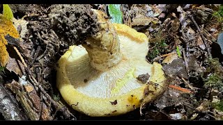 Lactarius scrobiculatus September 29 2024 [upl. by Htrag]