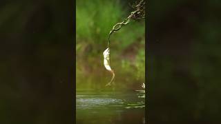 Battle of the dragon 🐲💪😱hubsunitedragodhayomotojawdroppingshots nature predatorfish arwana [upl. by Tengdin]