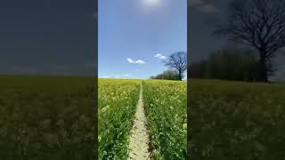 Spacious Garden 🥦 amazingview amazing garden shorts short shortvideo viral viralvideo [upl. by Cirtemed]