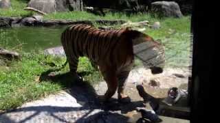 Tigers fighting at the zoo Greensboro [upl. by Ednil]