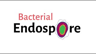 Structure of Bacteria  Part 9  Endospore [upl. by Ahsemo]