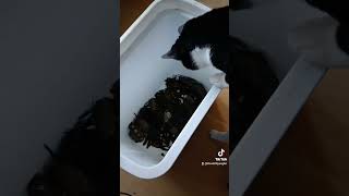 Peeler crabs are good for smoothounds not so good for cats [upl. by Yrojram968]