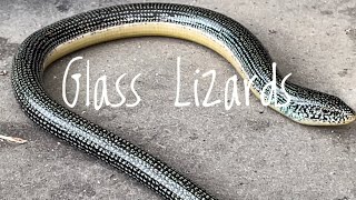 Species Spotlight Eastern Glass Lizard [upl. by Erihppas]