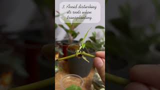 Easy Tips for WaterRooted Plant Transplantation🌱transplantswaterpropagationshortsyoutubeshorts [upl. by Eehsar946]