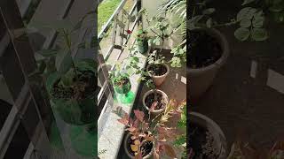 My mini garden 🏡🪴🪴🪴🌳🌳🌲🌿🏞️ viral shorts plants nature garden home garden Christmas decoration [upl. by Osy]