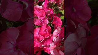 Phlox paniculata flowers garden nature relaxing asmr shorts [upl. by Atronna]