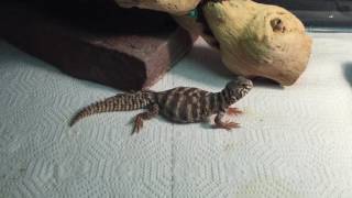 Ornate Uromastyx U ornata baby [upl. by Elleret375]