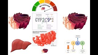 Cytochrome P450  Cytochrome P450 for Xenobiotic Metabolism in Smooth Endoplasmic Reticulum SER [upl. by Yleoj470]