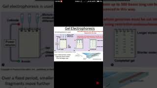 Agarose gel electrophoresis in hindi  Biology solution [upl. by Tanhya563]