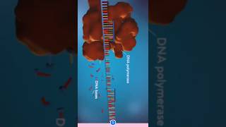 DNA Replication  DNA Synthesis [upl. by Cornew328]