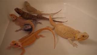 Introducing My Bearded Dragon Colony 2018 [upl. by Salguod]