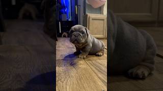 bulldog frenchbulldog puppy bulldogsofig frenchie bulldogslife dog ambulldog bulldogfamily [upl. by Myke]