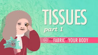 Tissues Part 1 Crash Course Anatomy amp Physiology 2 [upl. by Merell]