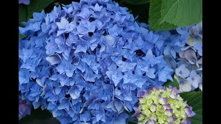 Proven Winners Rhythmic Blue Hydrangea [upl. by Summer]