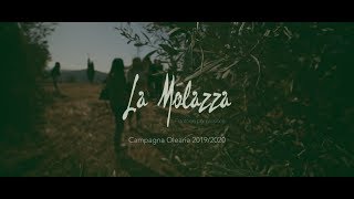 Spot Campagna Olearia 20192020 Frantoio La Molazza [upl. by Gresham]