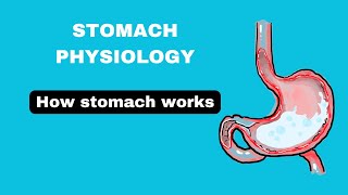 Stomach structure stomach physiology part1 stomach notes in hindi [upl. by Nilyarg]