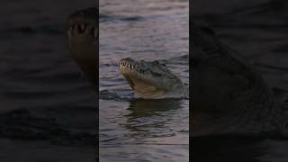 The 15 Foot Man Eating Crocodile in the Zambezi River [upl. by Dunton803]