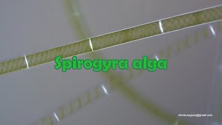 Spirogyra alga [upl. by Oynotna]