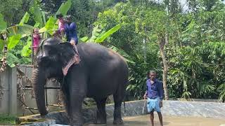 Thekkady Elephant bath [upl. by Brecher]