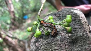 Common Crow butterfly caterpillar [upl. by Brownley]