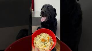 Best Healthy Food Recipe For My Dog doglover lucky [upl. by Atniuq671]