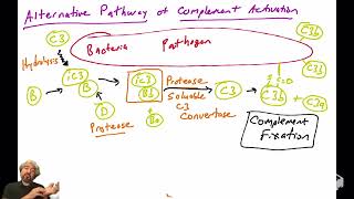 Alternative pathway of complement activation [upl. by Retluoc]