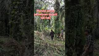 Mandor panen perempuan udah kayak laki laki mandor kebun buahsawit [upl. by Chace]