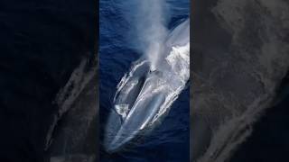 The Largest Animals In The World  whale ocean sea wildlife trending shorts viral [upl. by Aronson572]