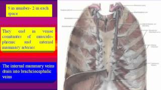 04Thorax anatomy Contents of intercostal space الدكتور احمد كمال [upl. by Ajax]