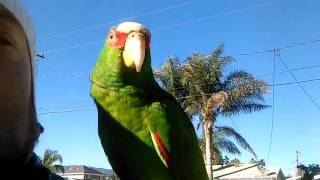 my 8 month old white fronted amazon parrot [upl. by Eiramlehcar841]