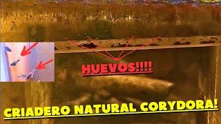 COMO REPRODUCIR CORYDORAS Método NATURAL SIN cambio de agua SIN calentador y BARATO Parte 4 [upl. by Seldun]