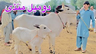 Today Domail mandi fatehjang latest update ll Dhani cows ll taxila mandi ll Jamil tv ll [upl. by Yssep]