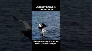 Giant Eagle  aka Stellers Sea Eagles What You Need to Know [upl. by Jarvey]