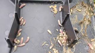 Why Are There Fly Maggots In Rat Trap After 4 Days [upl. by Amaris]