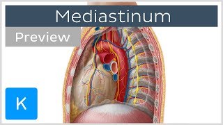 Mediastinum Anatomy amp Contents preview  Human Anatomy  Kenhub [upl. by Ricard]