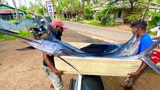 Amazing Hardworking Fishermans Fish Harvest in a Traditional Fishing Village in Sri Lanka [upl. by Odlo987]