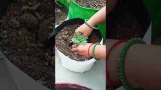 Repotting mari goldplants shorts beautiful gardening [upl. by Jill]