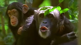 Human and Primate Relationship  Cousins  BBC Earth [upl. by Levram]