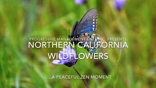 Northern California Wildflowers [upl. by Ynattirb]