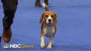 National Dog Show 2022 Hound Group Full Judging  NBC Sports [upl. by Roderic]