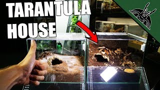 TARANTULA ENCLOSURE GUIDE [upl. by Chun]