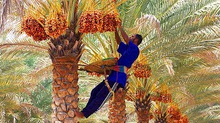 Dates palm Harvesting by Shaking Machine  Packing Dates Modern Agricultural Technology [upl. by Corly]