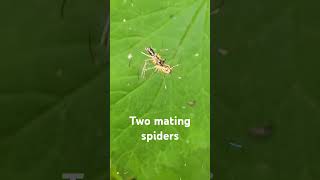 two mating spiders [upl. by Elrem]