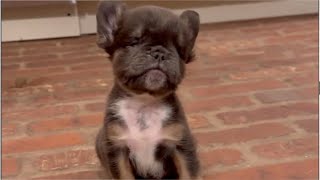 Tiny blind puppy with his special poo poo dance in a kiddie pool Bumblebee E1 [upl. by Ardnosak427]