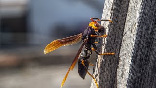 Worlds Largest Hornet The Asian Hornet animals shorts hornet [upl. by Aldridge395]