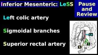 Inferior Mesenteric Artery Easy Anatomy Mnemonic Tutorial Branches colic sigmoid rectal [upl. by Ttayh901]