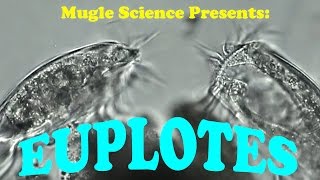 Euplotes A Protozoan off to War  Microscopic World Presented by Mugle Science [upl. by Aniuqaoj]