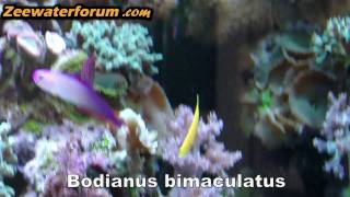 Bodianus bimaculatus [upl. by Neersin]