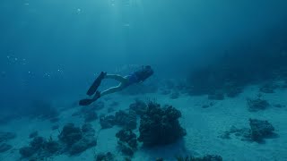 The Prince and Princess of Wales go diving with 2021 EarthshotPrize winner Coral Vita [upl. by Yeldarb]